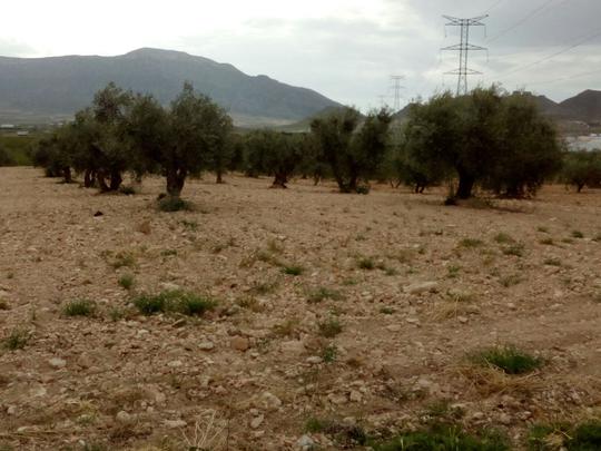 Finca rústica en Murcia