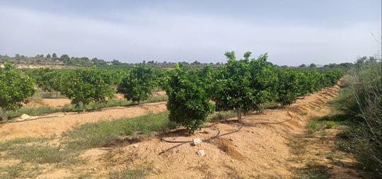 Finca rústica en Valencia/Valencia