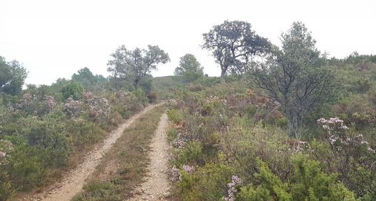 Finca rústica en Castellon