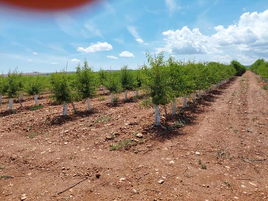 Finca rústica en Zaragoza