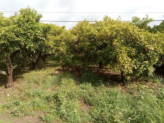 Finca rústica en Cadiz