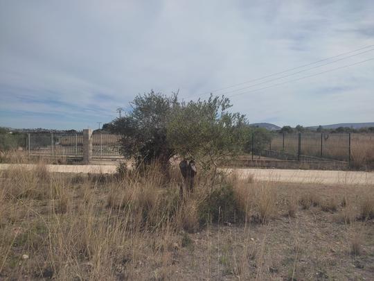 Finca rústica en Alicante/Alacant