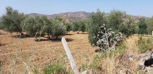 Finca rústica en Malaga