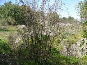 Finca rustica en Malaga