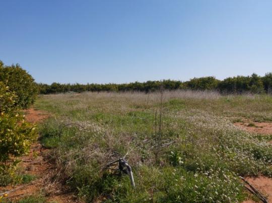 Finca rústica en Castellon