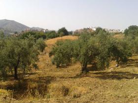 Finca rustica en Malaga