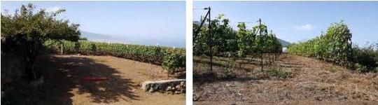 Finca rústica en Tenerife