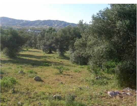 Finca rústica en Malaga