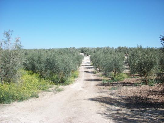 Finca rústica en Sevilla