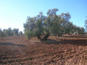 Finca rustica en Malaga