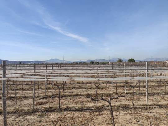 Finca rústica en Alicante