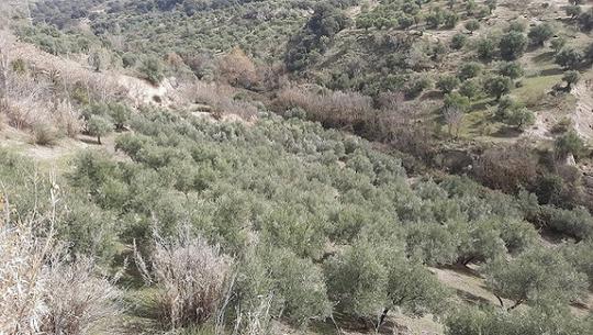 Finca rústica en Granada