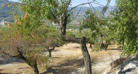 Finca rustica en Alicante