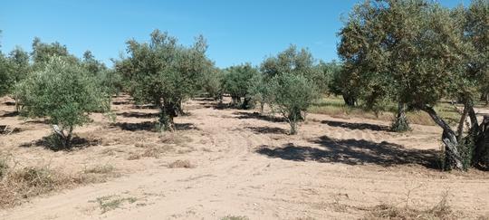 Finca rústica en Caceres