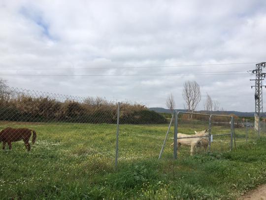 Finca rústica en Sevilla