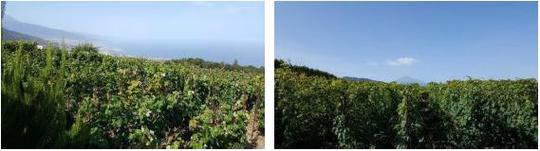 Finca rústica en Tenerife