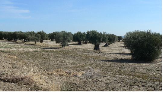 Finca rústica en Toledo