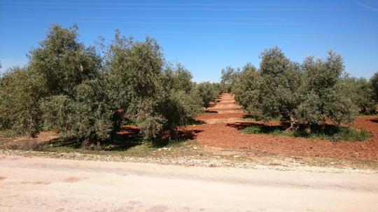 Finca rústica en Malaga