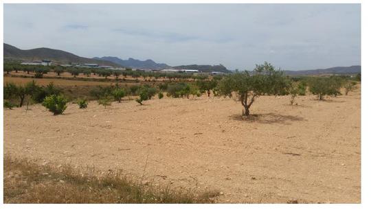 Finca rústica en Murcia