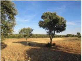 Finca rustica en Guadalajara