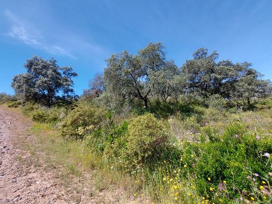 Finca rústica en Sevilla