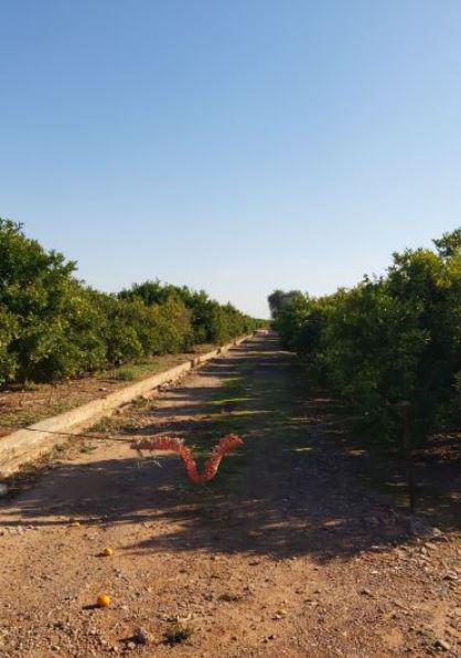 Finca rústica en Castellon