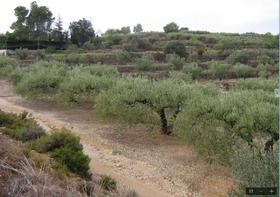 Finca rustica en Valencia