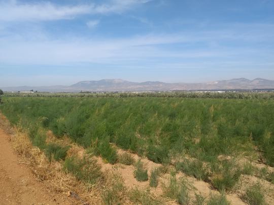 Finca rústica en Granada