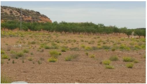 Finca rústica en Murcia