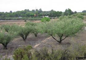 Finca rustica en Valencia