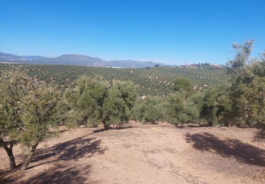 Finca rústica en Granada