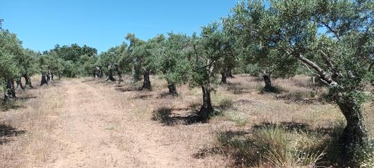 Finca rústica en Caceres