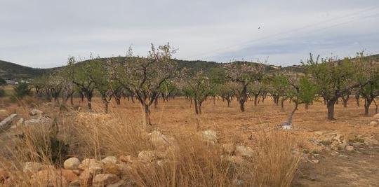 Finca rústica en Castellon