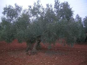 Finca rustica en Malaga