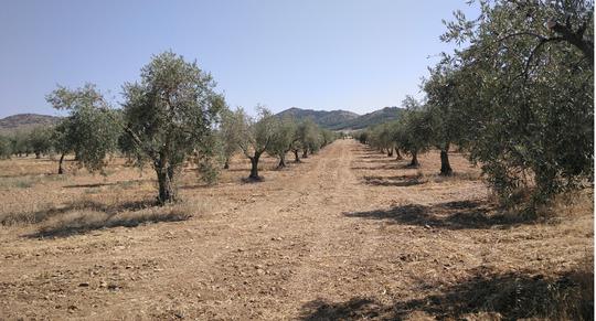 Finca rústica en Toledo