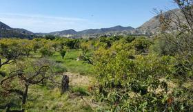 Finca rustica en Alicante