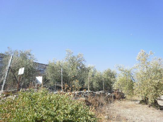 Finca rústica en Sevilla