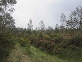 Finca rustica en A Coruña