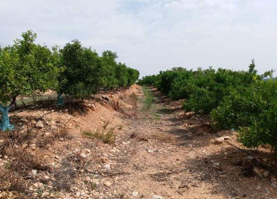 Finca rústica en Valencia/Valencia