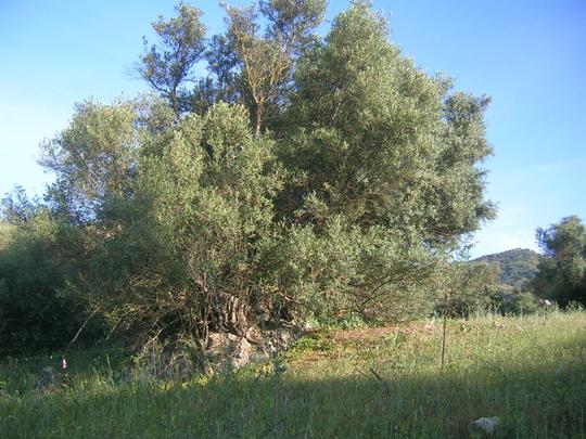 Finca rústica en Malaga