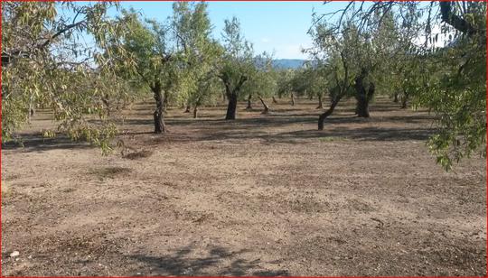 Finca rústica en Alicante