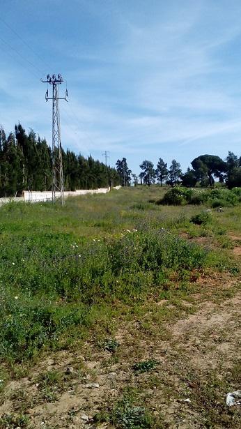 Finca rústica en Sevilla