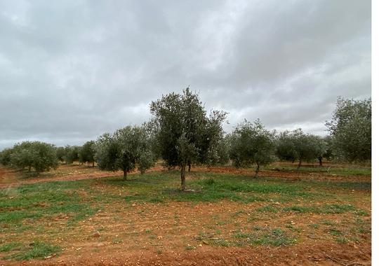 Finca rústica en Toledo